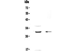 Western blot analysis of GPCR GPR40 using anti-GPCR GPR40 antibody .
