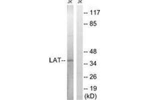 Western blot analysis of extracts from Jurkat cells, using LAT (Ab-161) Antibody. (LAT Antikörper  (AA 86-135))