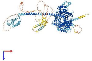 IQCH Protein (AA 1-1027) (His tag)