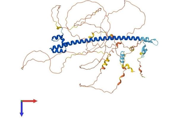 NFE2L3 Protein (AA 1-660) (His tag)