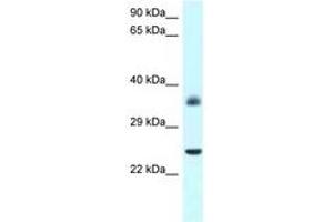 Image no. 1 for anti-Jun D Proto-Oncogene (JUND) (AA 90-139) antibody (ABIN6747509) (JunD Antikörper  (AA 90-139))