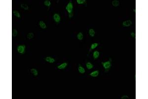 Immunofluorescence (IF) image for anti-CDC5 Cell Division Cycle 5-Like (S. Pombe) (CDC5L) antibody (ABIN7127416)