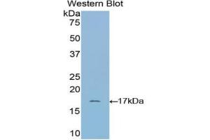 Detection of Recombinant RNASE1, Bovine using Polyclonal Antibody to Ribonuclease A (RNase A) (RNASE1 Antikörper  (AA 31-150))