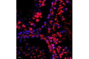 Immunofluorescence of paraffin embedded rat testis using SR140 (ABIN7076091) at dilution of 1:600 (400x lens) (SR140 Antikörper)