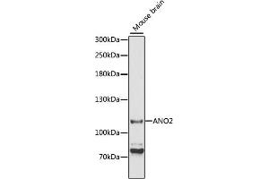 Western blot analysis of extracts of mouse brain, using ANO2 antibody (ABIN6291636) at 1:3000 dilution. (Anoctamin 2 Antikörper)