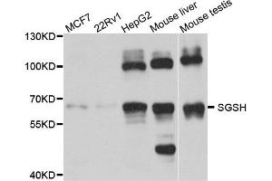 Western blot analysis of extract of various cells, using SGSH antibody. (SGSH Antikörper)