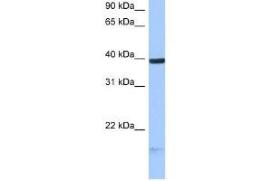 HS3ST5 antibody used at 0. (HS3ST5 Antikörper)