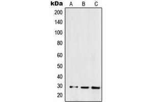 Western blot analysis of SNAI1 expression in HEK293 (A), NCIH460 (B), Caki1 (C) whole cell lysates. (SNAIL Antikörper  (C-Term))