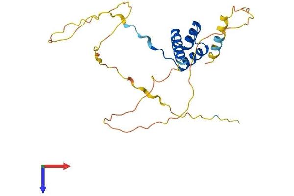 MIXL1 Protein (AA 1-231) (His tag)
