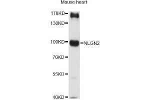 Western blot analysis of extracts of mouse heart, using NLGN2 antibody (ABIN6290687) at 1:3000 dilution. (Neuroligin 2 Antikörper)
