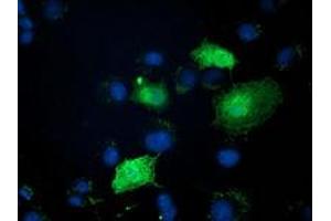 Immunofluorescence (IF) image for anti-Zinc Finger, AN1-Type Domain 2B (ZFAND2B) antibody (ABIN1501801) (ZFAND2B Antikörper)