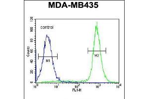 Flow cytometric analysis of MDA-MB435 cells (right histogram) compared to a negative control cell (left histogram). (IBTK Antikörper  (AA 586-613))