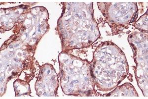 Immunohistochemistry of paraffin-embedded Human placenta using S100P Polyclonal Antibody at dilution of 1:100 (40x lens). (S100P Antikörper)