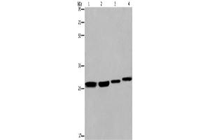 Western Blotting (WB) image for anti-Ets Variant 7 (ETV7) antibody (ABIN2423403)