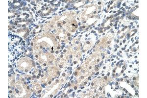 C14ORF130 antibody was used for immunohistochemistry at a concentration of 4-8 ug/ml to stain Epithelial cells of renal tubule (arrows) in Human Kidney. (UBR7 Antikörper  (C-Term))