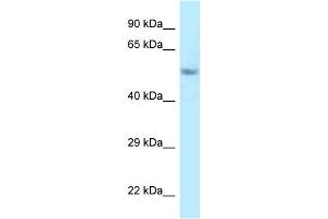 WB Suggested Anti-Fam114a2 Antibody Titration: 1. (FAM114A2 Antikörper  (C-Term))