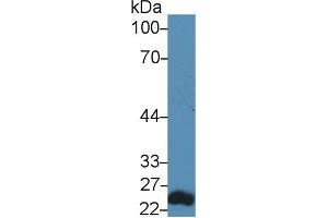 Western blot analysis of Mouse Lung lysate, using Human RAGE Antibody (5 µg/ml) and HRP-conjugated Goat Anti-Rabbit antibody ( (MOK Antikörper  (AA 173-418))