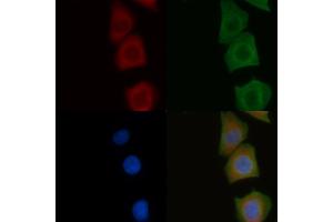 ABIN6258141 and ABIN6275933 staining Hela cells by IF/ICC. (S1PR2 Antikörper  (Internal Region))
