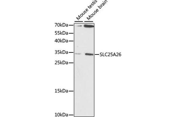 SLC25A26 抗体  (AA 105-185)