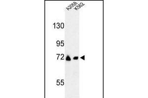 Western blot analysis of GFPT2 Antibody (Center) (ABIN653230 and ABIN2842763) in , K562 cell line lysates (35 μg/lane). (GFPT2 Antikörper  (AA 175-201))