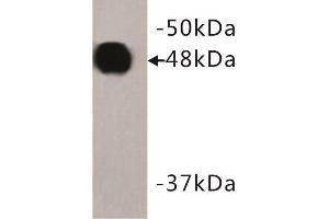 Western Blotting (WB) image for anti-Keratin 18 (KRT18) (C-Term) antibody (ABIN1854879) (Cytokeratin 18 Antikörper  (C-Term))