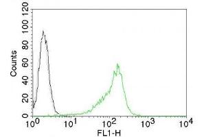 Image no. 2 for anti-Nucleolar / Nucleoli antibody (ABIN6153718) (Nucleolar / Nucleoli Antikörper)