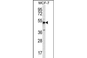 MBOAT4 Antibody (Center) (ABIN656250 and ABIN2845565) western blot analysis in MCF-7 cell line lysates (35 μg/lane). (MBOAT4 Antikörper  (AA 258-287))