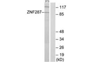 Western blot analysis of extracts from NIH-3T3 cells, using ZNF287 Antibody.