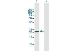 Western Blot analysis of GINS1 expression in transfected 293T cell line by GINS1 MaxPab polyclonal antibody. (GINS1 Antikörper  (AA 1-196))