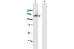 Western Blot analysis of NLRP2 expression in transfected 293T cell line by NLRP2 MaxPab polyclonal antibody. (NLRP2 Antikörper  (AA 1-1062))