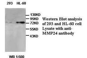 Image no. 1 for anti-Matrix Metallopeptidase 24 (Membrane-inserted) (MMP24) antibody (ABIN791192) (MMP24 Antikörper)