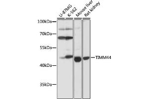 Western blot analysis of extracts of various cell lines, using TIMM44 antibody (ABIN7270927) at 1:1000 dilution. (TIMM44 Antikörper  (AA 153-452))