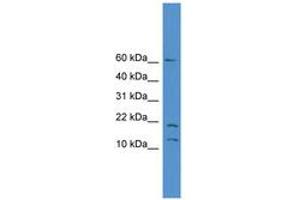 Image no. 1 for anti-Small Nuclear RNA Activating Complex, Polypeptide 5, 19kDa (SNAPC5) (AA 10-59) antibody (ABIN6745419)