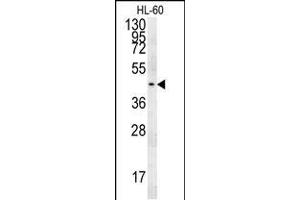 PG Antibody (C-term) (ABIN651918 and ABIN2840453) western blot analysis in HL-60 cell line lysates (15 μg/lane). (Pgap2 Antikörper  (C-Term))