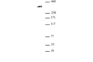 RNA pol II CTD phospho Thr4 antibody pAb tested by Western blot. (Rpb1 CTD Antikörper  (pThr4, Thr4))