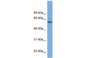 WB Suggested Anti-NLK Antibody Titration: 0.