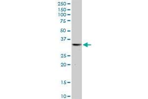 THG1L MaxPab polyclonal antibody. (THG1L Antikörper  (AA 1-298))