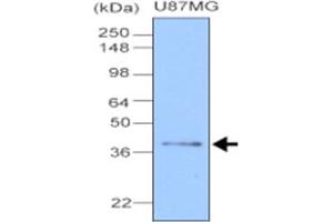 Western blot analysis of cell lysate of U87 MG (20 ug), human glioblastoma cell , was resolved by SDS - PAGE , transferred to NC membrane and probed with CLU monoclonal antibody , clone 1A11 (1 : 1000) . (Clusterin Antikörper  (AA 1-333))