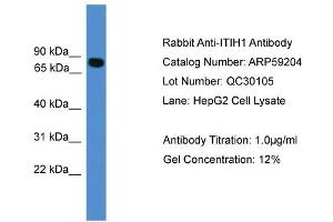 WB Suggested Anti-ITIH1  Antibody Titration: 0.