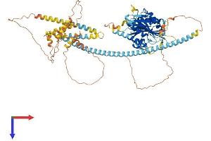 KIFC2 Protein (AA 1-792) (His tag)