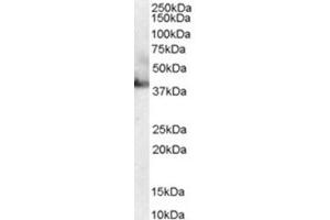 Image no. 1 for anti-RAE1 RNA Export 1 Homolog (S. Pombe) (RAE1) (C-Term) antibody (ABIN374586) (RAE1 Antikörper  (C-Term))
