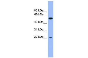 COCH antibody used at 0. (COCH Antikörper  (C-Term))