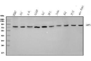 Western blot analysis of GMPS using anti-GMPS antibody (ABIN7600629).
