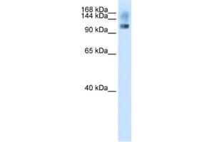 Western Blotting (WB) image for anti-Splicing Factor, Suppressor of White-Apricot Homolog (SFSWAP) antibody (ABIN2462165) (SFRS8 Antikörper)