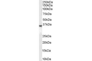 Image no. 1 for anti-Duffy Blood Group, Chemokine Receptor (DARC) (N-Term) antibody (ABIN374609) (DARC Antikörper  (N-Term))