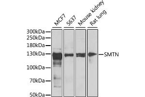 Western blot analysis of extracts of various cell lines, using SMTN antibody (ABIN6128764, ABIN6148154, ABIN6148155 and ABIN6222474) at 1:1000 dilution. (Smoothelin Antikörper  (AA 65-325))