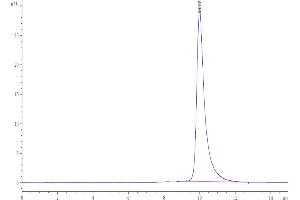 The purity of Human/Cynomolgus/Rhesus macaque ROR1 (165-305, Frizzled Domain) is greater than 95 % as determined by SEC-HPLC.