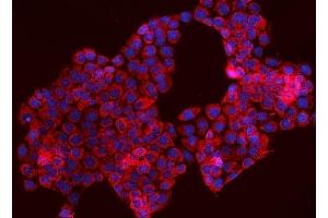 IF analysis of TOMM70 using anti-TOMM70 antibody (ABIN7599855).