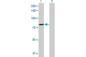 Western Blot analysis of LIMK2 expression in transfected 293T cell line by LIMK2 MaxPab polyclonal antibody. (LIMK2 Antikörper  (AA 1-686))