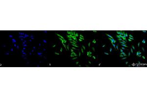 Immunocytochemistry/Immunofluorescence analysis using Mouse Anti-Hsp90 alpha/beta Monoclonal Antibody, Clone K41220A . (HSP90 alpha/beta Antikörper  (AA 291-304) (Atto 488))